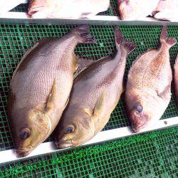 釣堀マルチョウ@かなすび釣果