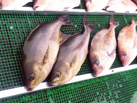 釣堀マルチョウ@かなすび釣果