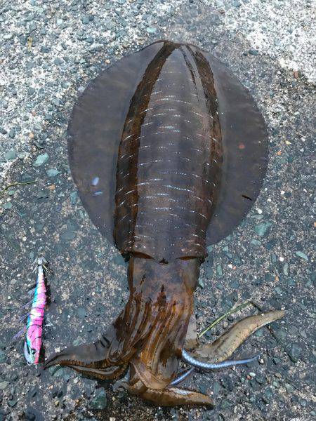 本当に最後に来ました春アオリ2.6キロ