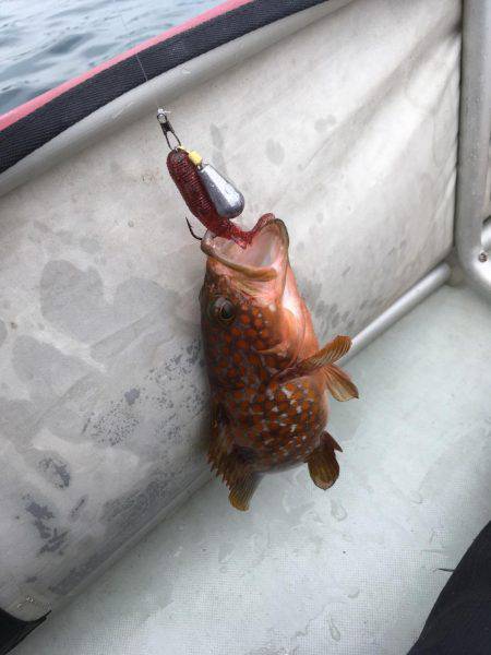 城崎近辺でカヤックフィッシング