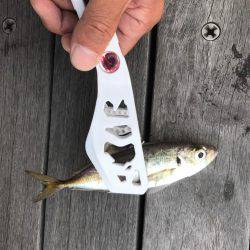 アジ、イワシ、マイクロスター！