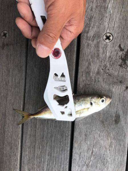 アジ、イワシ、マイクロスター！