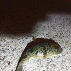 キャンプしてちょい釣り