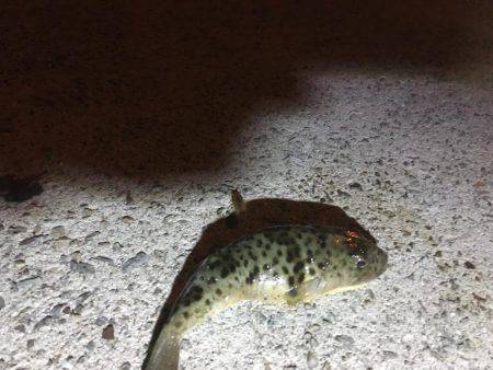 キャンプしてちょい釣り