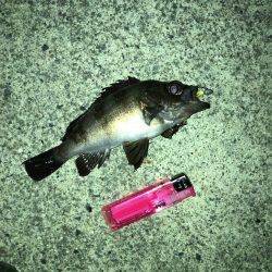 メバリングまだイケる