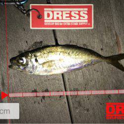 豆アジが少しだけ成長？