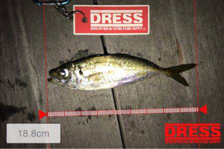 豆アジが少しだけ成長？