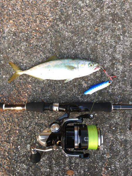 ジグでツバス