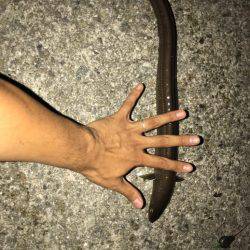 伝助⁉︎アナゴ