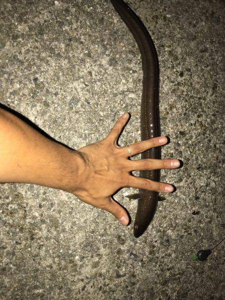 伝助⁉︎アナゴ