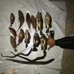 メバリング釣果