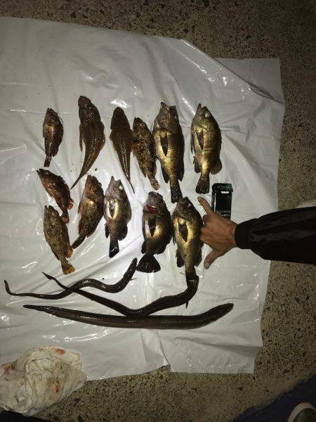 メバリング釣果