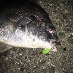 雨上がりのチニング