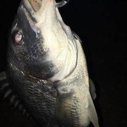 雨上がりのキビレ