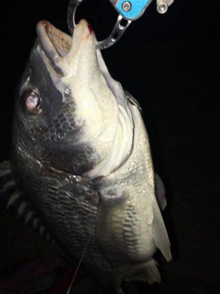 雨上がりのキビレ