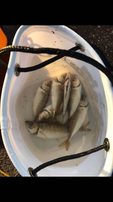 アジサバタナゴメバル！色々釣れた！