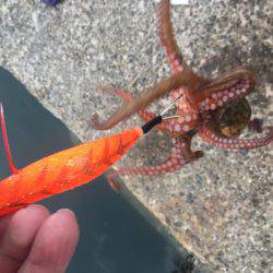 タコ安定の二桁オーバー!