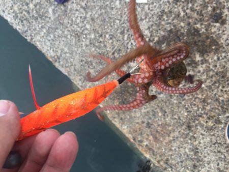 タコ安定の二桁オーバー!