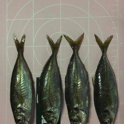 仕事帰りのアジング！