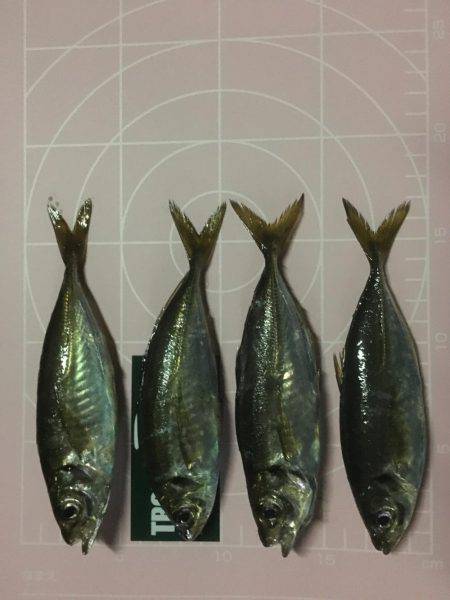 仕事帰りのアジング！