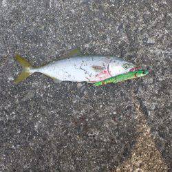 なんとか一匹…(´Д` )