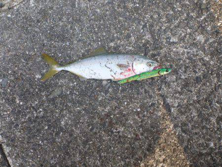 なんとか一匹…(´Д` )