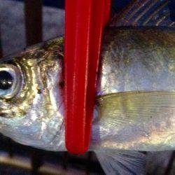 夕まずめアジング