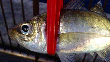 夕まずめアジング