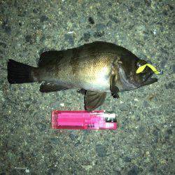 アジ確認できず…メバルまだ釣れる