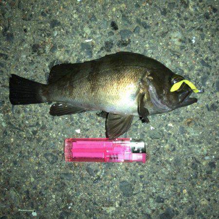 アジ確認できず…メバルまだ釣れる