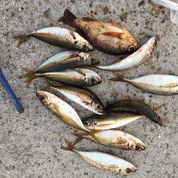 アジをソコソコ