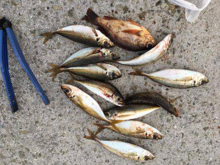 アジをソコソコ