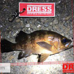 アジングのつもりが結果メバリング。