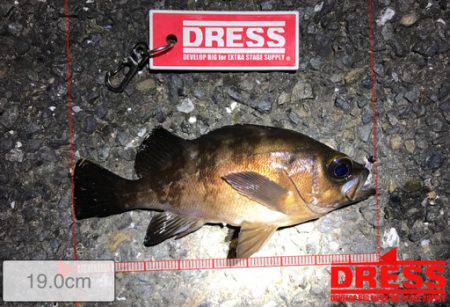 アジングのつもりが結果メバリング。