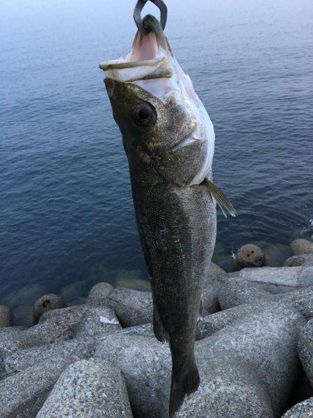 ジギングでシーバス