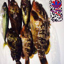 ロックフィッシュ