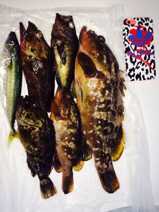 ロックフィッシュ