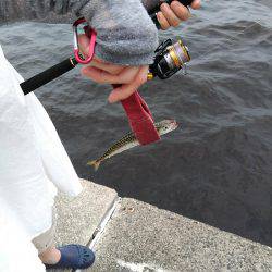 ツバースからの鯖