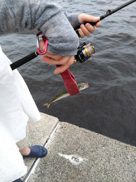 ツバースからの鯖