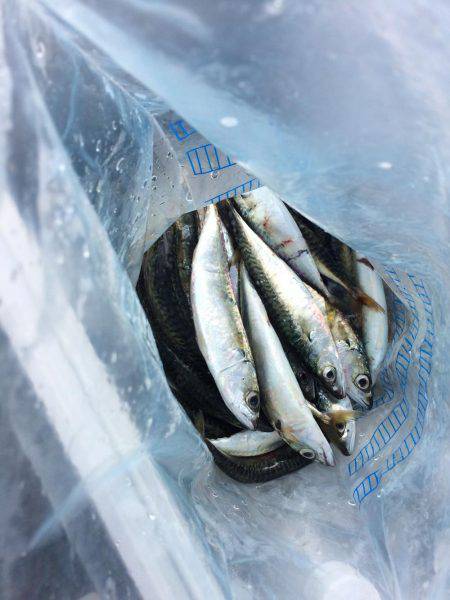 サビキ・ライトルアー