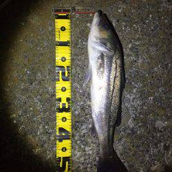 タコ安定の二桁オーバー！