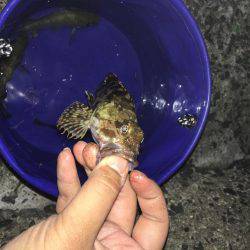 テトラで穴釣りとウキ釣り