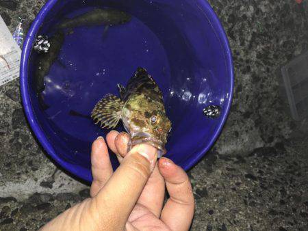 テトラで穴釣りとウキ釣り