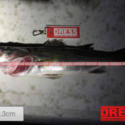 夜の三部テトラはちょいと危険