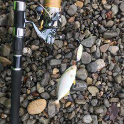 大里松原海岸 シオ2匹