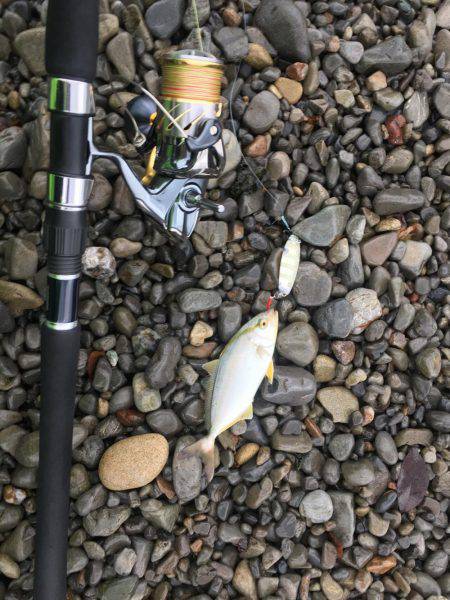 大里松原海岸 シオ2匹