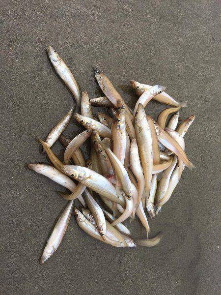 キスパーティ！！！！