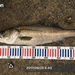 シーバス高活性