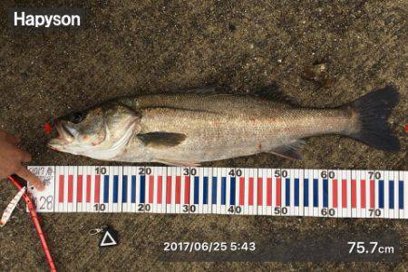 シーバス高活性