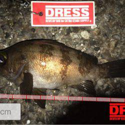 今回もアジングのつもりが結果メバリング